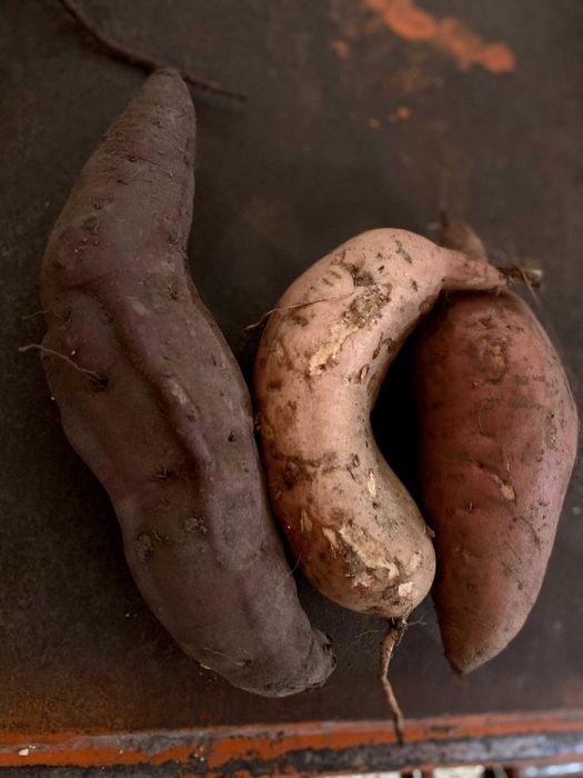 Batata-doce caseira - branca, laranja e roxa