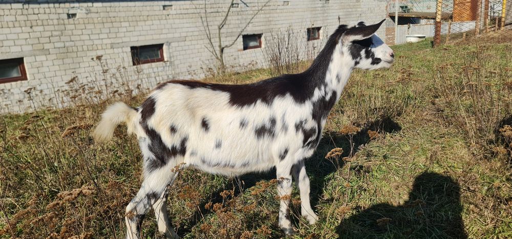 Продам Вівці асканійські.