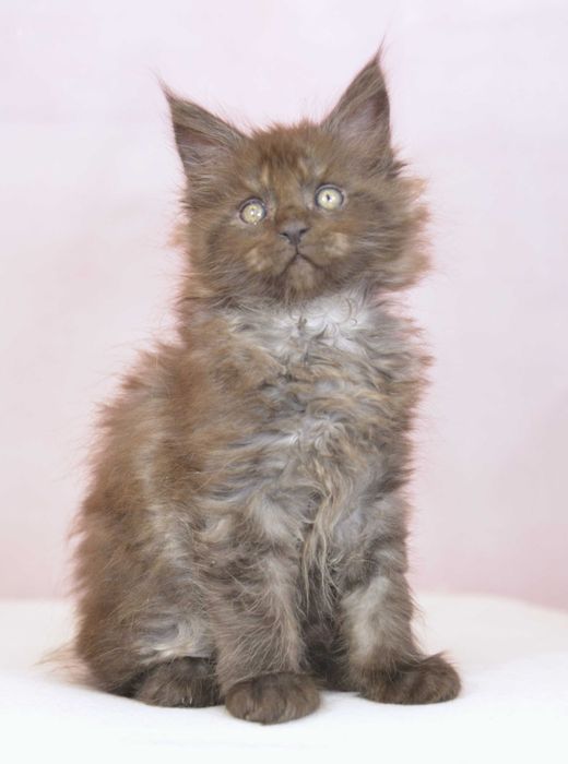 Kot maine coon kocurek czarny ze srebrem