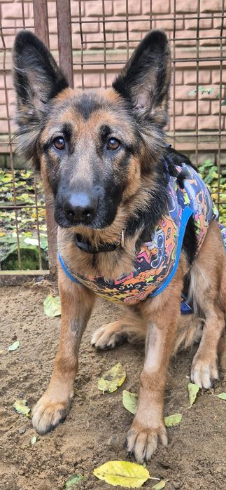 Suczka Około 3 lata