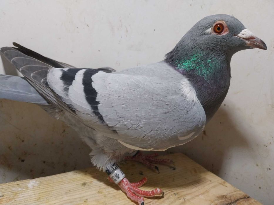 Gołębie pocztowe- Unikat! Samica NOR 2025- czip logo tel/ mega! Ptak