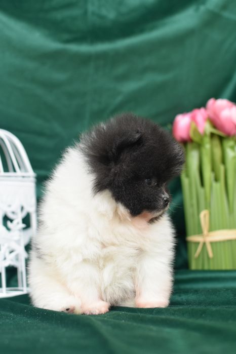 Міні хлопчик