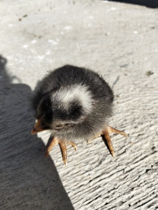 Vendem-se pintos e derivados