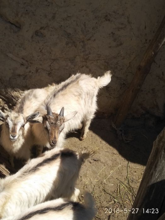 Продам кіз на молоко/м'ясо, молоденьких козенят на мясо