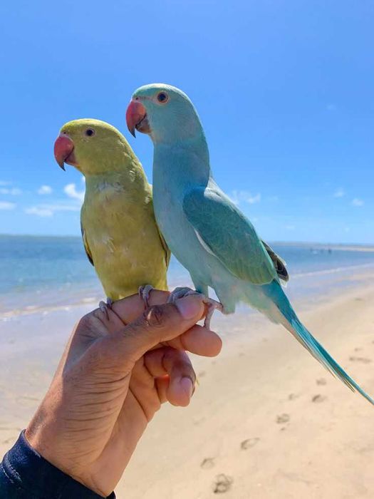 Vendo Ring neck bebés