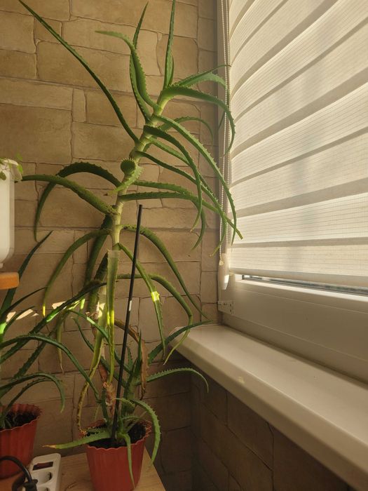 Алоє  лікувальне