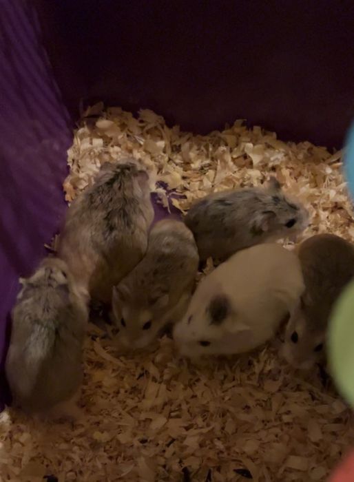 Chomik, chomiczek, chomiczek Roborowskiego