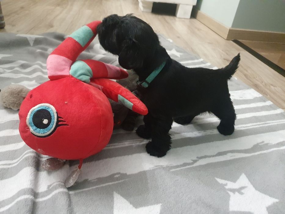 Hotel dla małych i średnich psów oraz kotów