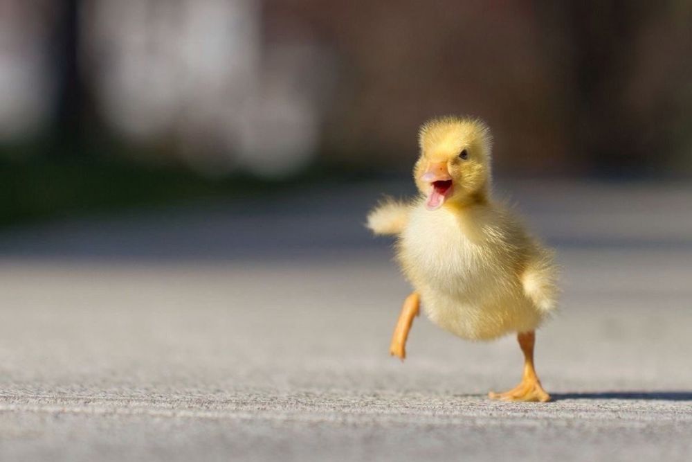 Далматинец геркулес и другие крупные породы