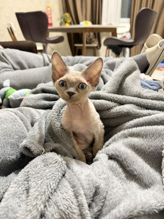 Котик Девон рекс