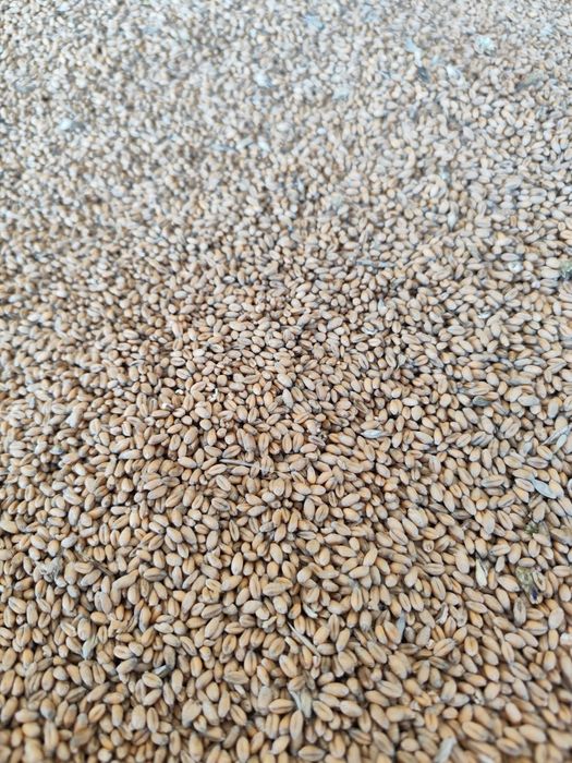 Pszenica po centrali euforia polecam