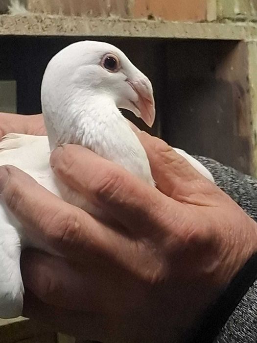 Sprzedam gołębie rzeszowskie