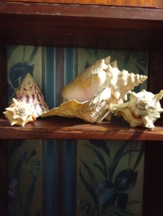 Ракушки океанические,цена за все