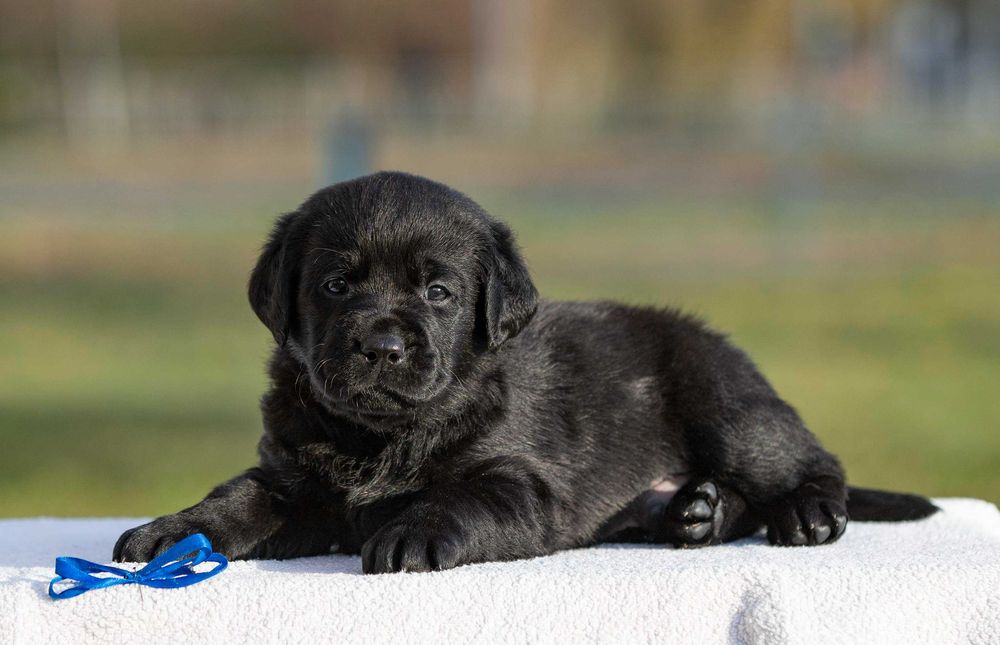 Чорні хлопці лабрадори