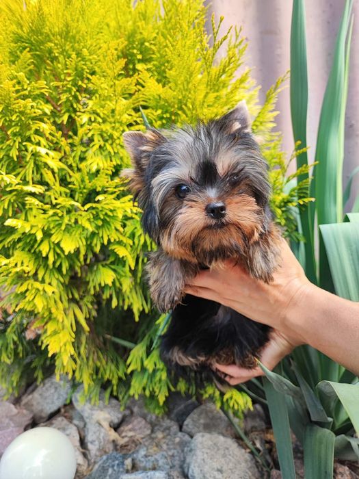 Кокольная леди !