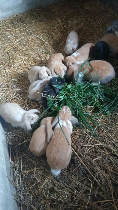 Króliki młode, 8 tygodni