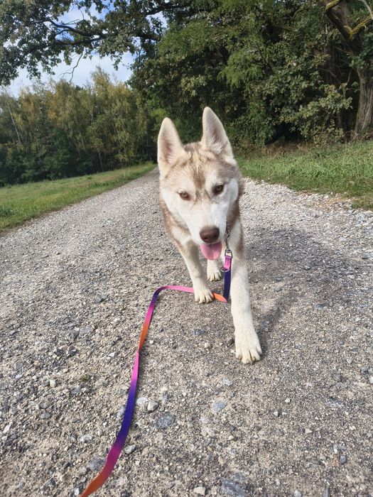 Szczeniak Siberian Husky, suczka z metryką ZKwP