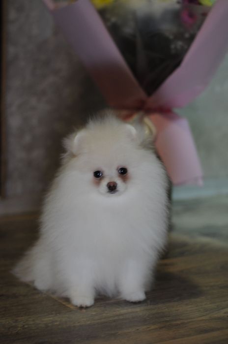 Крутезні ТОП ведмежата