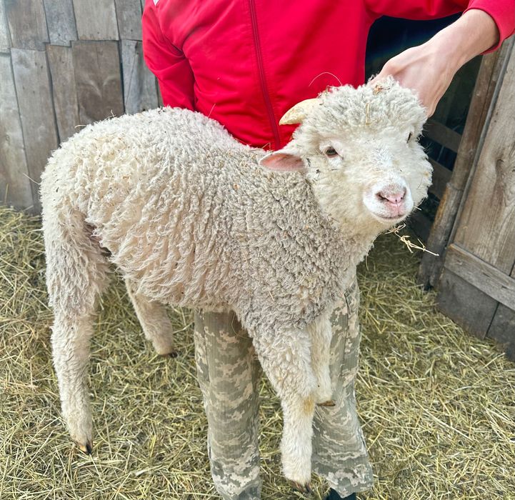 Вівці-Барани-Ягнята