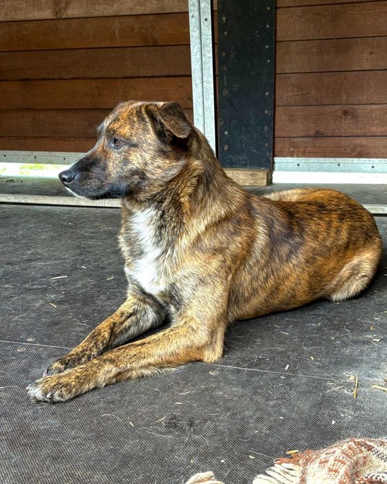 PAŹ - 2-letnia piękność czeka na nowy dom!