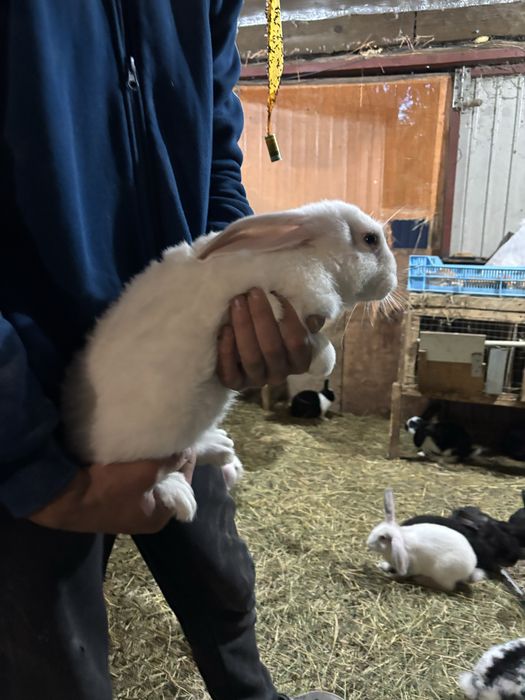 Продам кроликів…