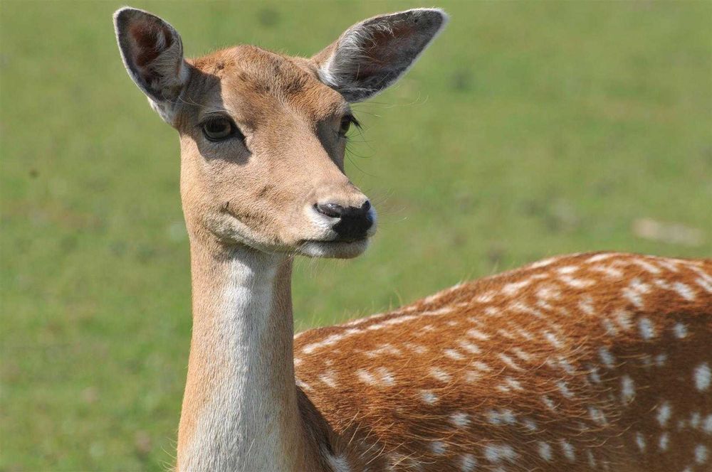 Daniele sprzedam. Dobry materiał hodowlany. Dowolne ilości.
