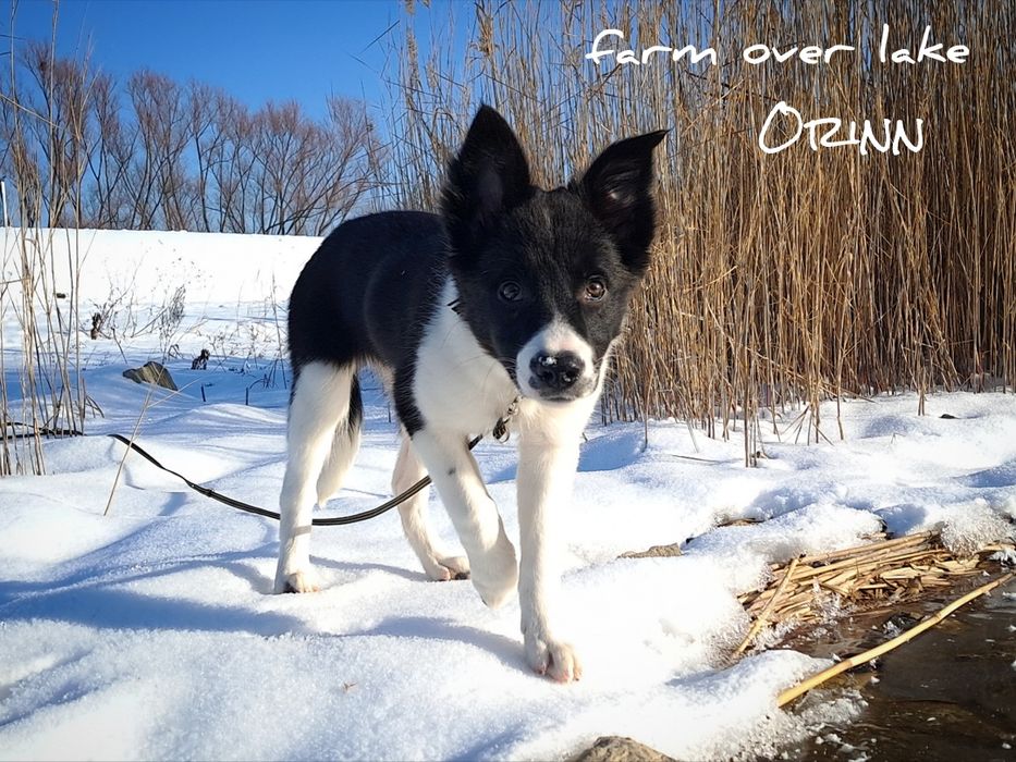 Suczka Border Collie ZKwP FCI7