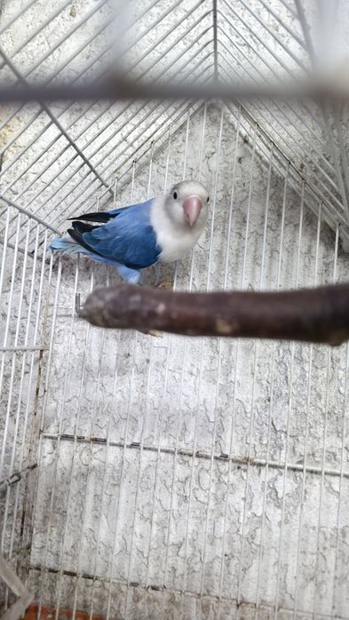 Agapórnis fischeri casal reprodutor
