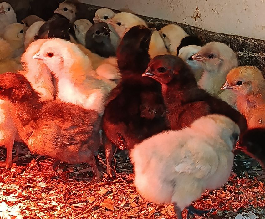 Продам добових курчат мішаних порід
