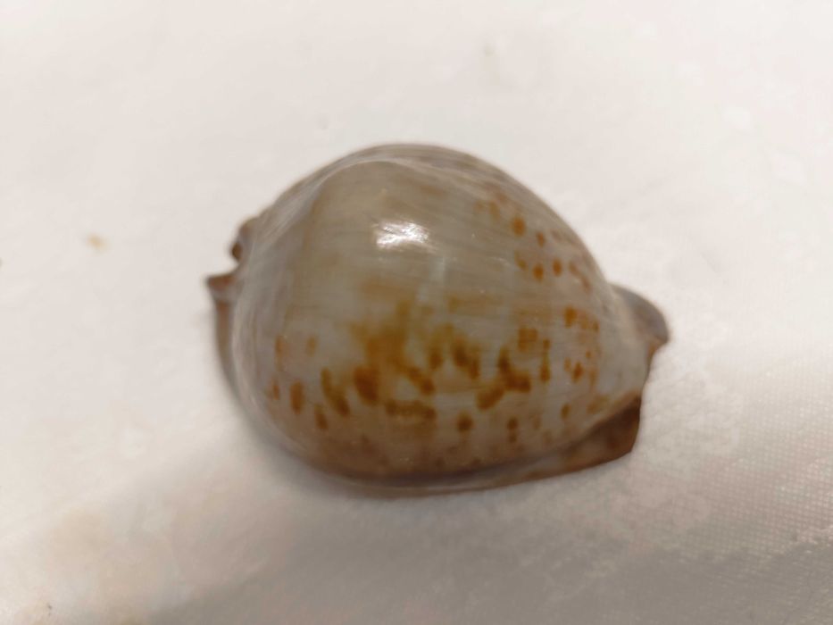 2 conchas lindas de origem africana raras