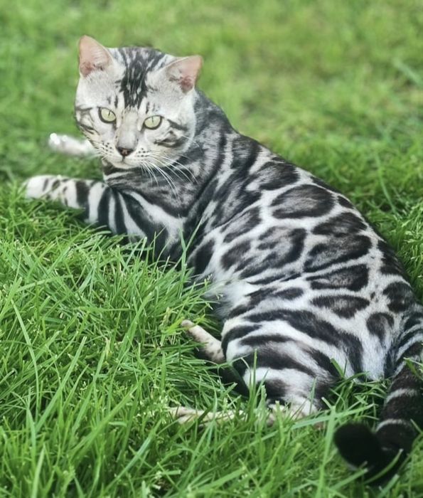 Bengal Silver macho com Lop