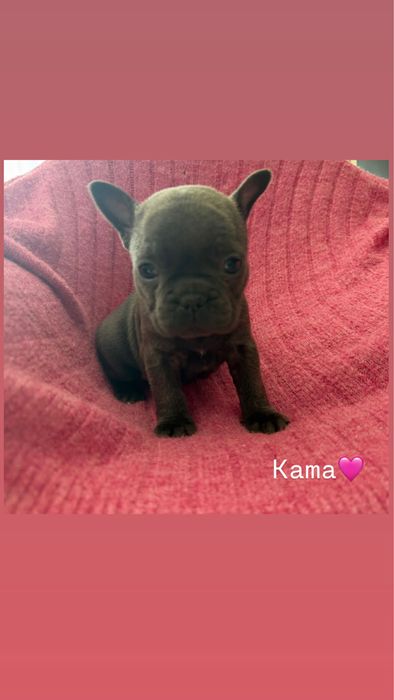 Buldog Francuski – szczenięta hodowlane PUH  Miot  K