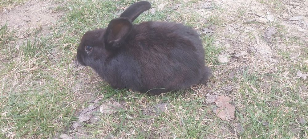 Kroliki młode mieszane