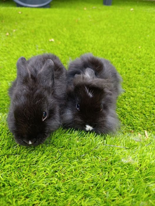 Coelhos anões 2 meses