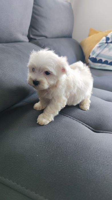 Bichon Maltês macho disponível