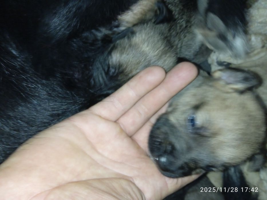 Щенята віддам 5 штук