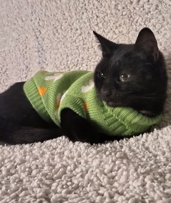 Неймовірна та магічна красуня чекає родину