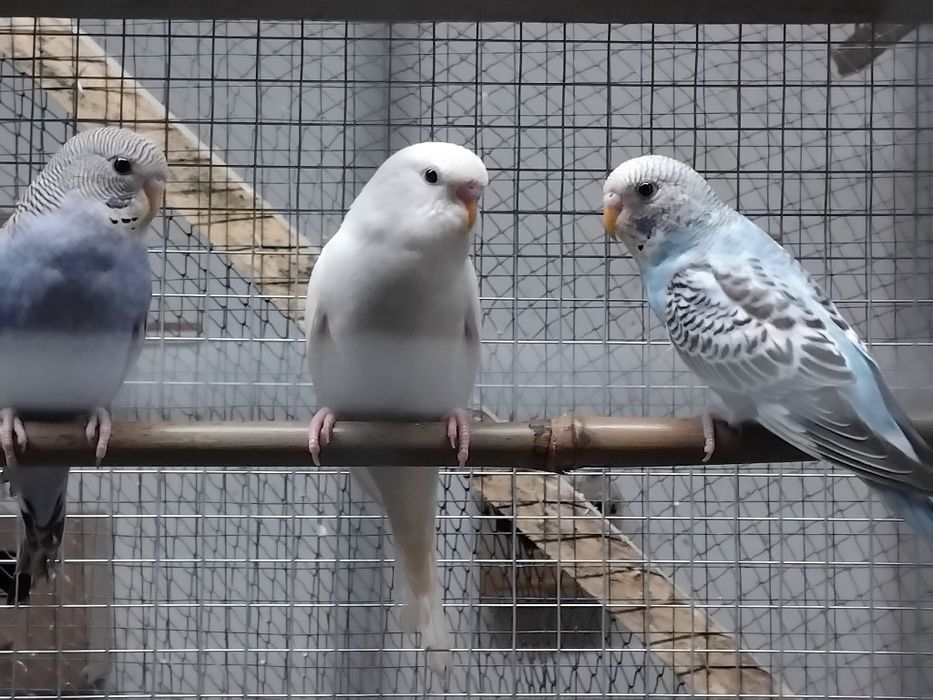Vendo ou troco por outra aves