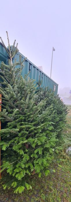 Sprzedam Jodłę Kaukazką