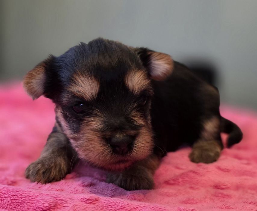 Yorkshire terrier suczka