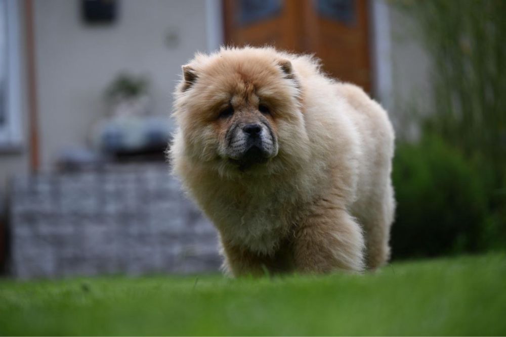 Шикарна дівчинка