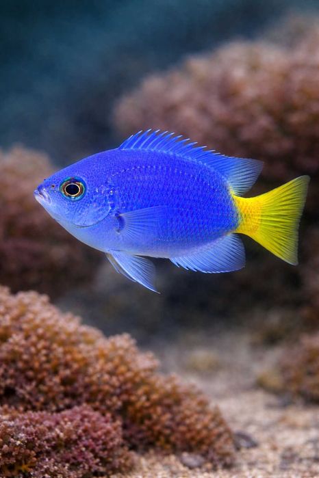 Ryba Chrysiptera cf. parasema Akwarium Morskie FLUOLAMPS.PL WYSYLKI