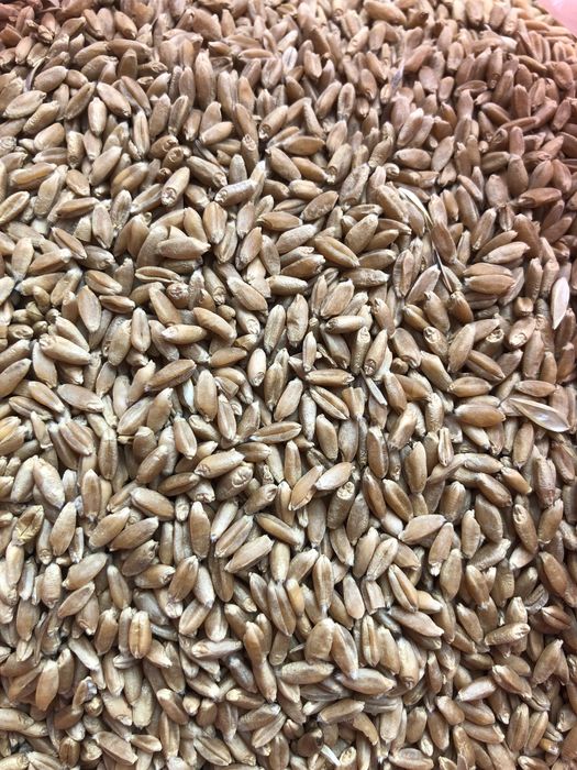 Продам пшеницю 2-й клас урожая 2025 року, самовивіз