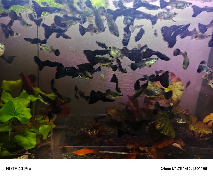 Gupik moskiewski atramentowy