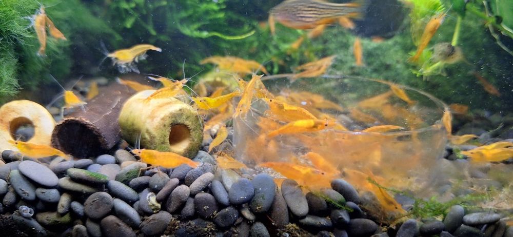 Krewetka Neocardina Orange Sakura