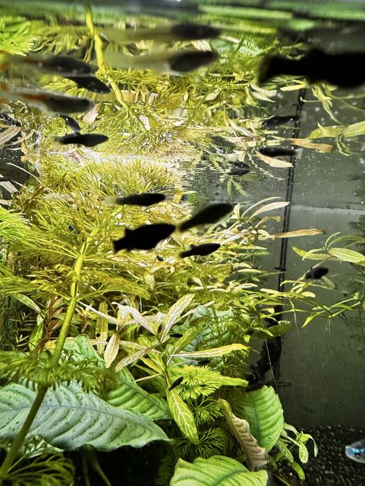 Czarne molinezje po 1 pln lub wymiana