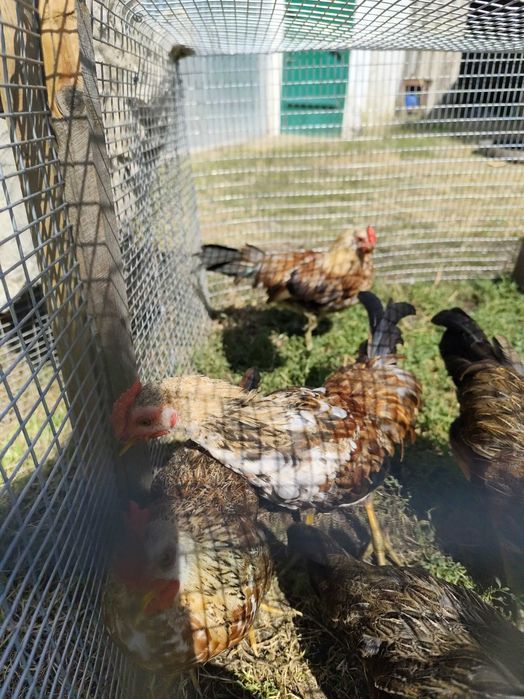 Продам декоративних півників