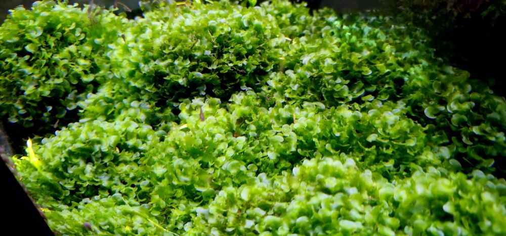 Vendo porções de 10 cm de "Musgo" 'Round Pelia'