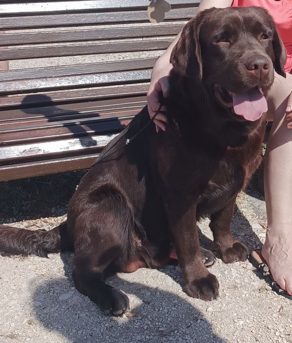 Labrador Retriever com lop e afixo