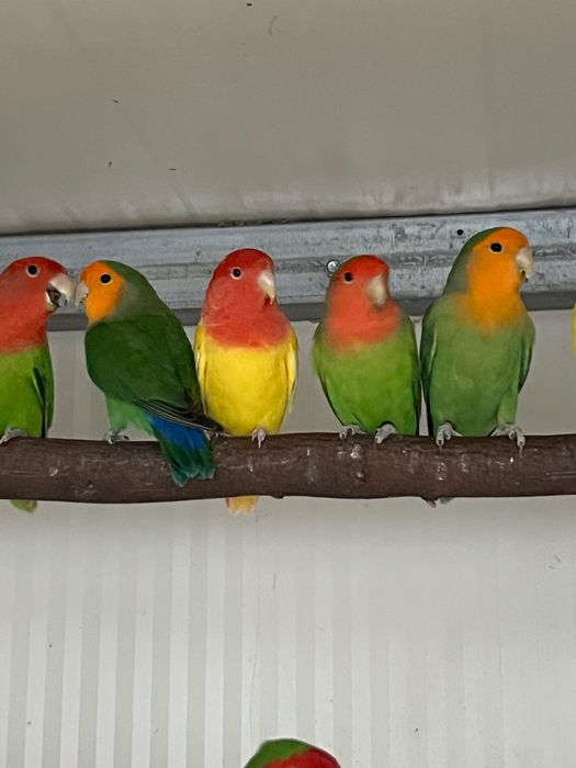 Agapornis longfeder